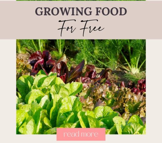 ways to Grow Food for Free