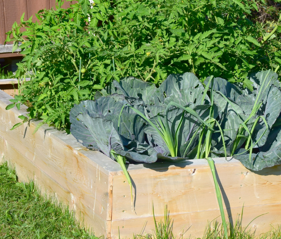 which raised garden beds are the best?