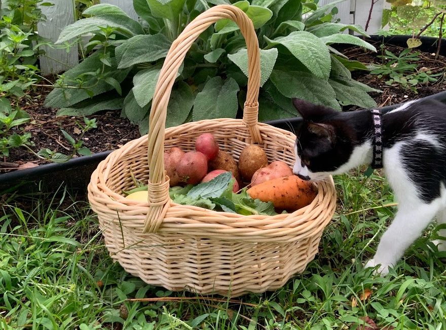 cat with a basket of garden veggies