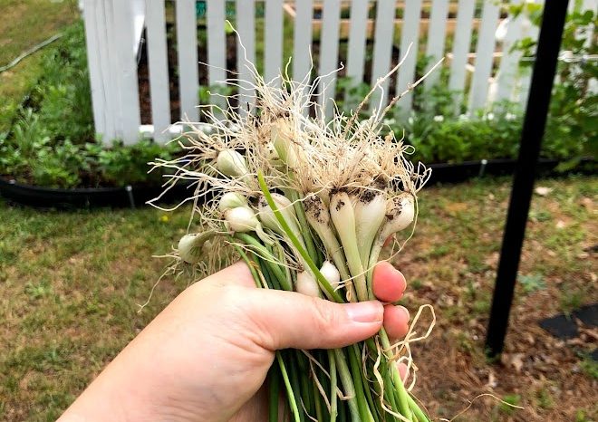 grow evergreen onions at home for a year-round supply