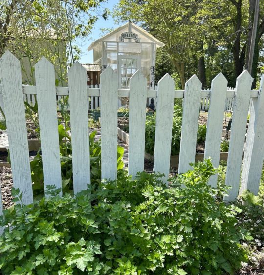 Fence Ideas for Vegetable Garden