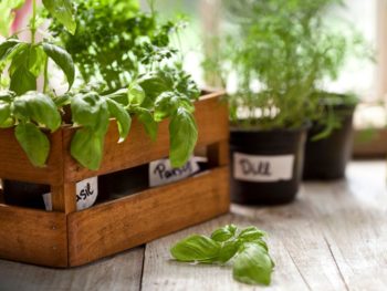 indoor herb garden ideas