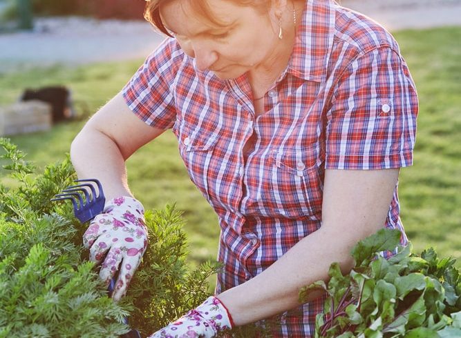 a woman doing permaculture gardening