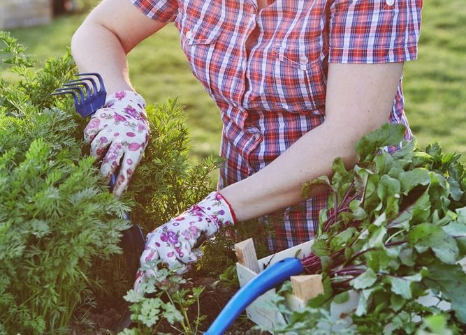 woman working in an organic garden