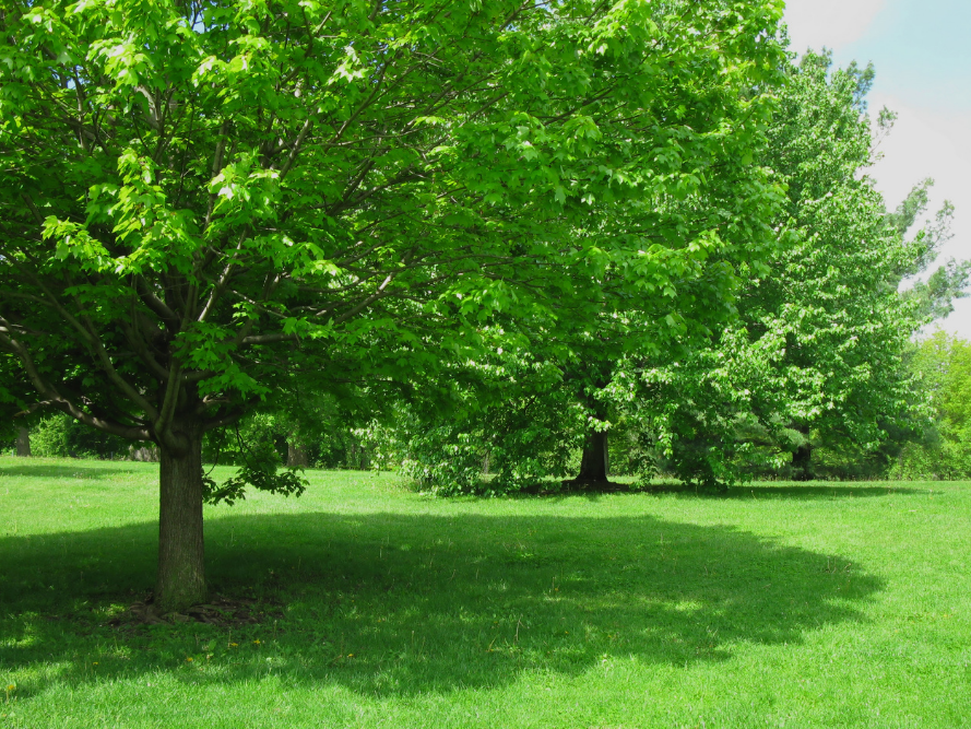 shade trees to plant