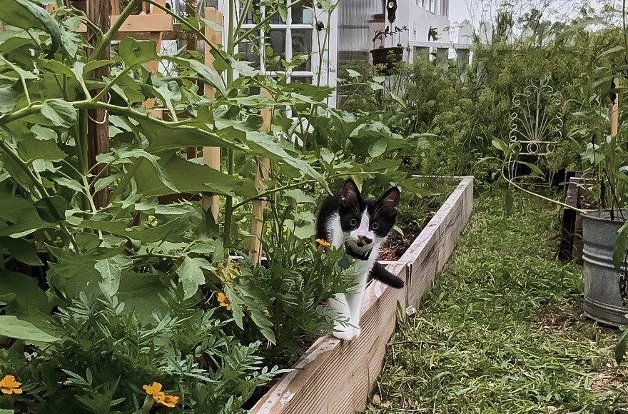 kitten in a garden