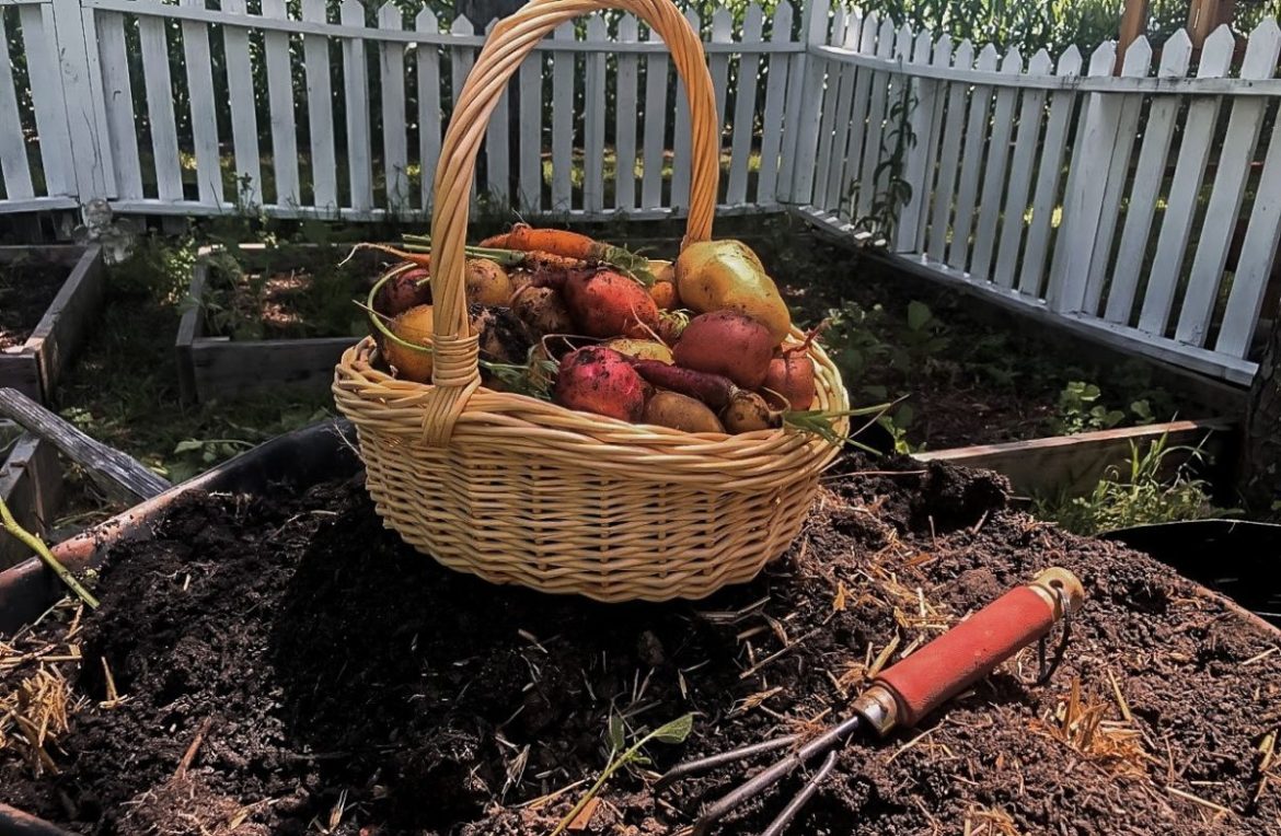 a basket full of root vegetables in the garden