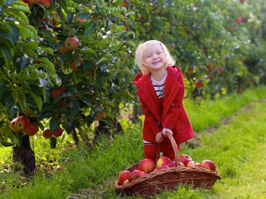 a little girl picking apples 
