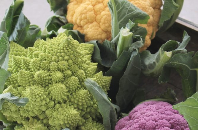 winter vegetables: cauliflowers 